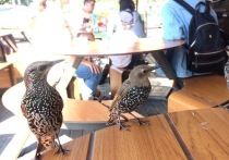 Сезон летних веранд почти закончился, и расстраиваются из-за этого не только постоянные посетители кафе, но и городские птицы