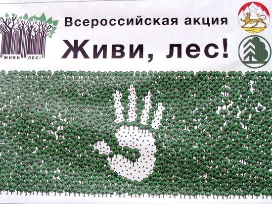 В Ярославской области высадят полмиллиона елей