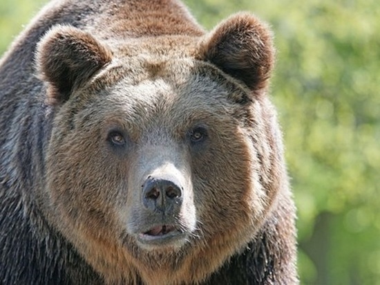 Медведи разоряют туристические стоянки в Кавказском заповеднике