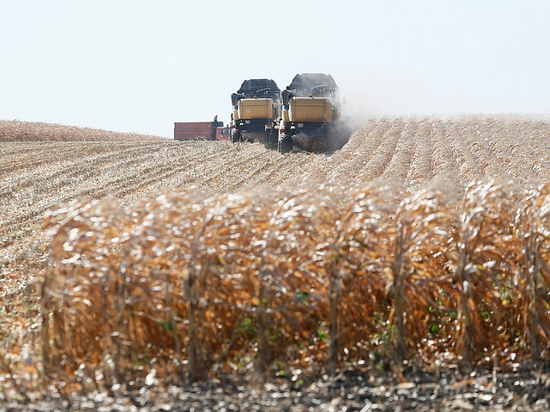 Валовой сбор кукурузы на Кубани бьет рекорды