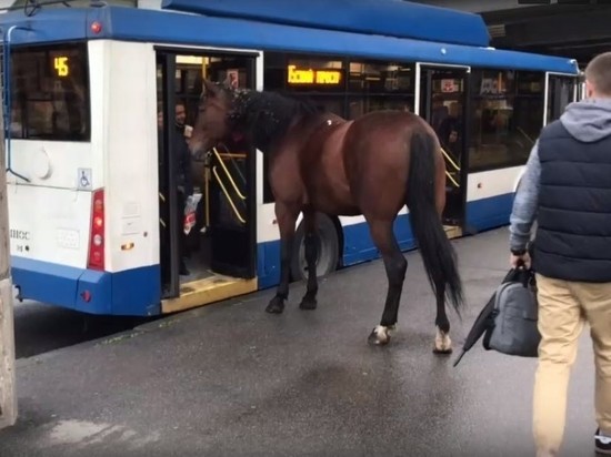 В Петербурге лошадь не пустили в троллейбус