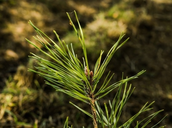Совет по правам человека предложил меры для защиты алтайских лесов