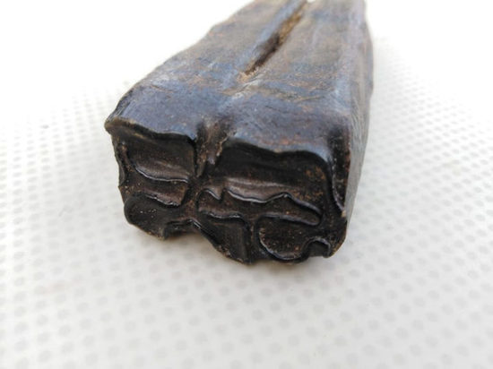 Древний окаменелый зуб нашел житель Камня-на-Оби