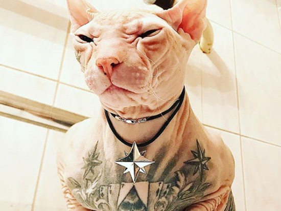 Между Екатеринбургом и Челябинском пропал лысый кот в татуировках