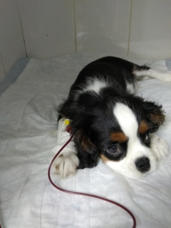 Красноярские ветеринары сделали переливание крови щенку спаниеля