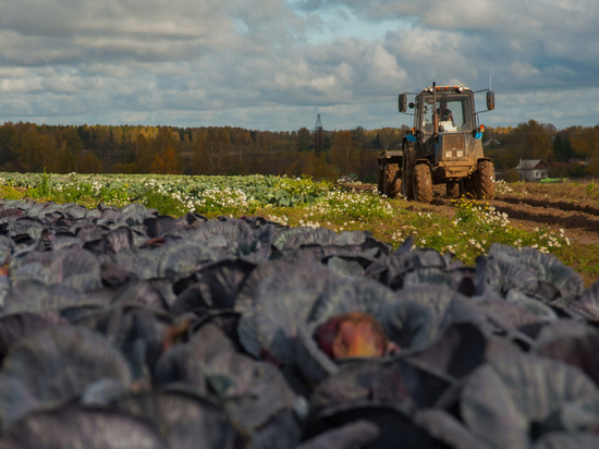Плодородие почв в Ивановской области будут повышать с помощью субсидий