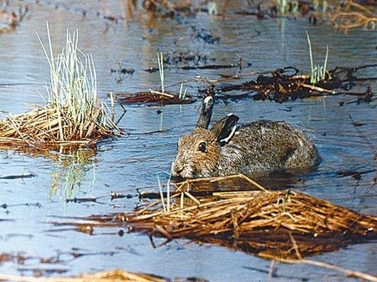 Животные в хабаровском заповеднике "Болоньский" могут не пережить зиму из-за паводка