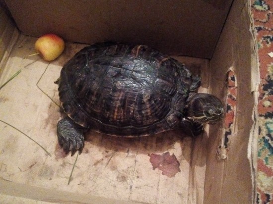 Черепахе, найденной на свалке в Новокузнецке, нашли новых хозяев
