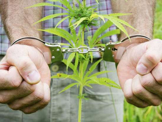 Сорвал, хранил, сядет: житель Ясного пойдет под суд за марихуану