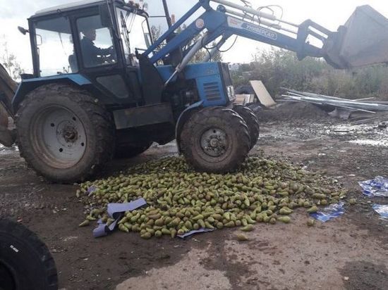В Ижевске нашли и уничтожили партию груш, запрещенных к ввозу в Россию