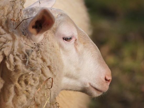 В Тверской области нашли заболевших оспой овец