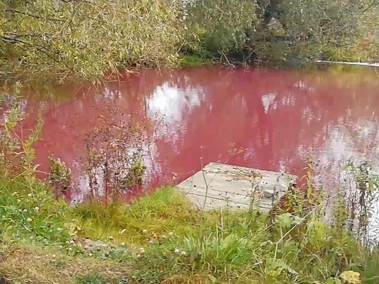 Прудовая вода в Туле стала розовой