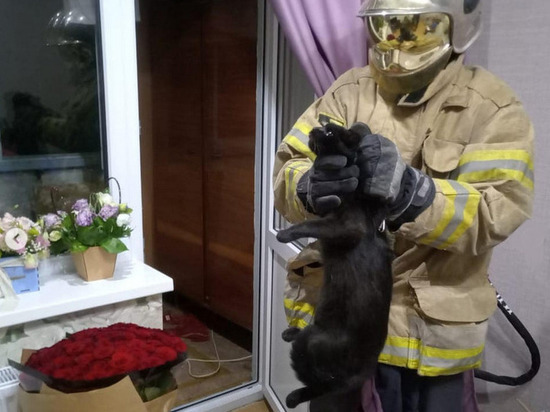 Уличная кошка два часа не пускала хозяев на балкон собственной квартиры в Новороссийске