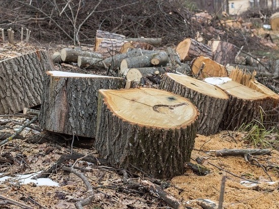 Житель Горячего Ключа попал под следствие по делу о незаконной рубке леса