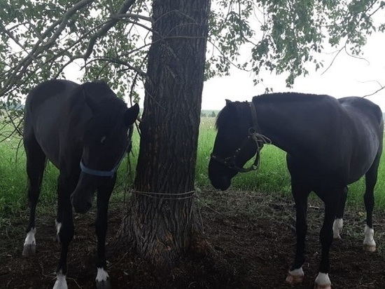 Юного жителя Беловского района будут судить за кражу лошадей