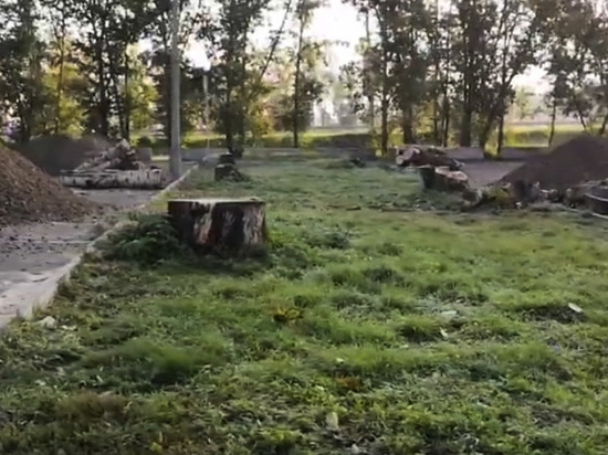 «Сносят и ломают»: красноярцы возмутились вырубкой деревьев на Татышеве