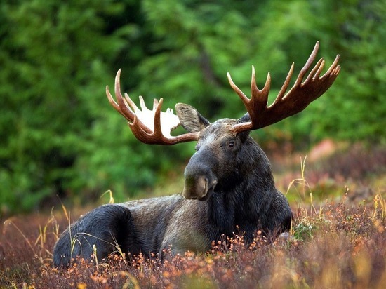 Минприроды оценило стоимость всех зверей и лесов России