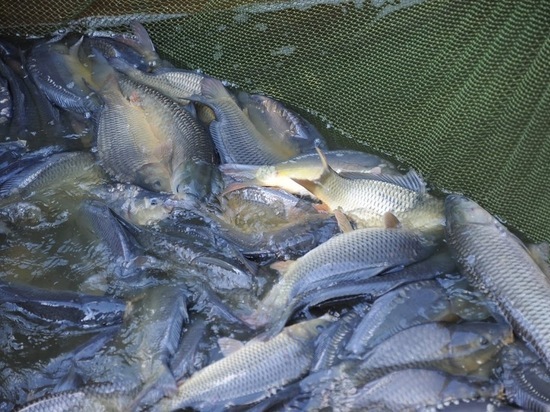 В Вишневом пруду Волгограда массово гибнет рыба