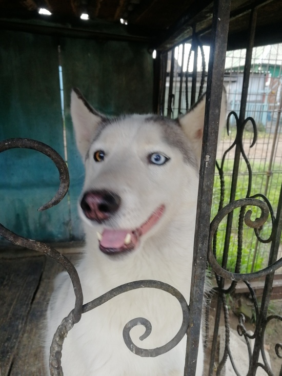 Хозяев собаки с разноцветными глазами ищут в Ленинске-Кузнецком