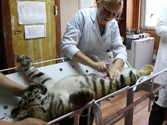 Перенес операцию: тигренку из барнаульского зоопарка удалили грыжу