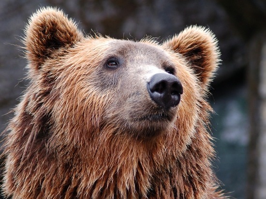 В лесах Владимирской области зафиксировали бурого медведя
