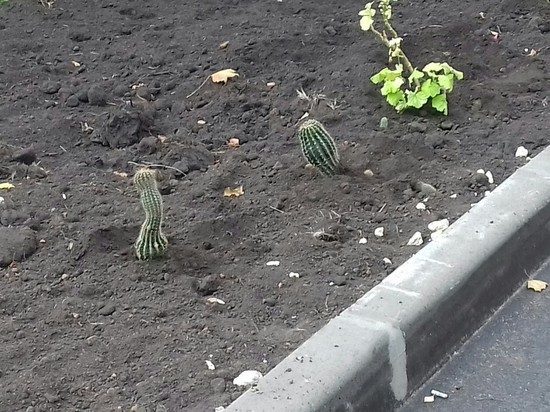 В Новомосковске на клумбы высадили кактусы