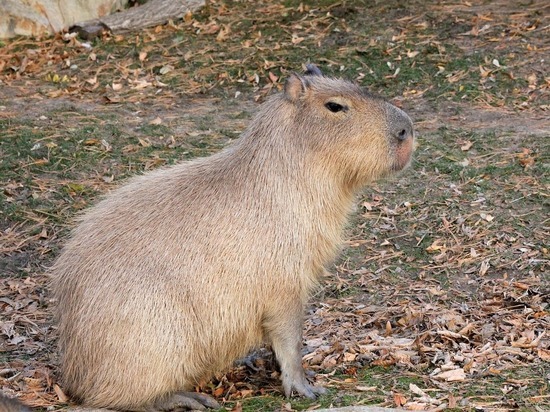По Вяземскому району разгуливает капибара