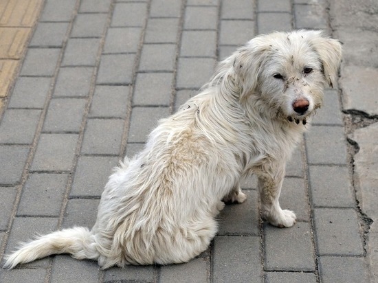 Бездомных собак будут ловить 23 сентября в Осетровке под Читой