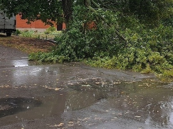 В Ростове упавшее дерево перегородило проезд