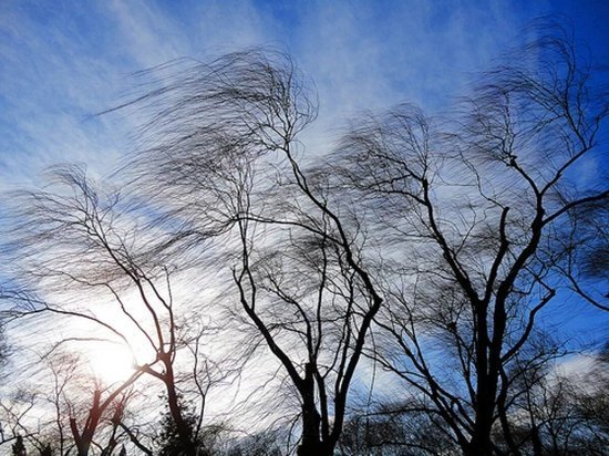 В Тверской области предупреждают о сильном ветре в понедельник