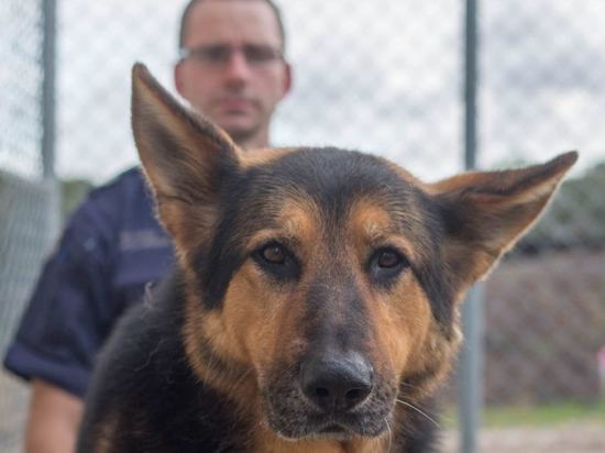 В Илекском районе житель хотел натравить на полицейского собаку