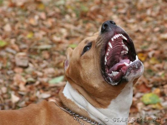 Хозяева бойцовского пса, напавшего на орловчанку, избежали наказания