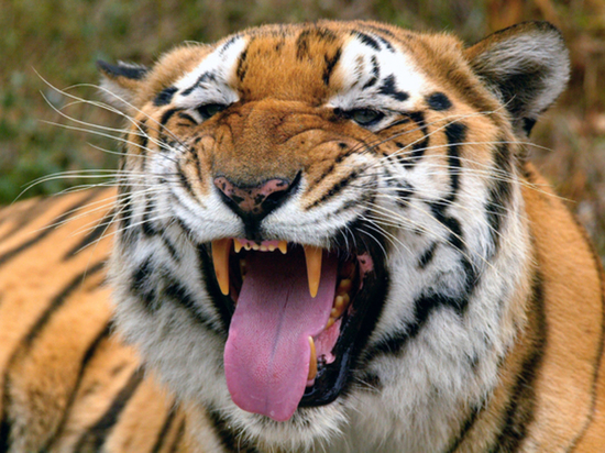 Охотник погиб при столкновении с тигром в Хабаровском крае