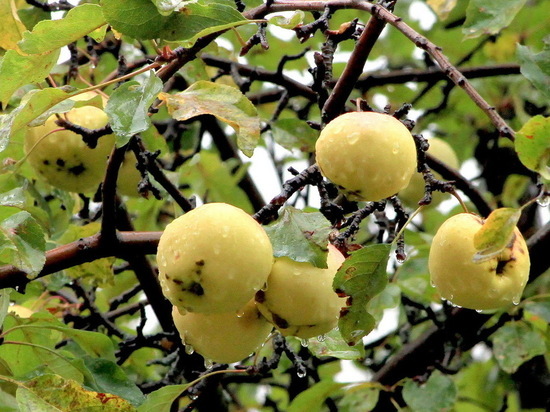 Caspian University: Утерянная коллекция яблонь будет возвращена