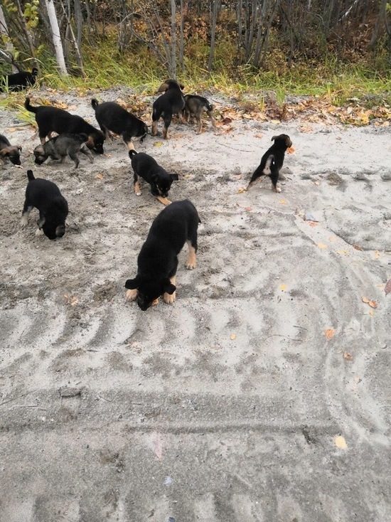 Неизвестные выбросили щенков на дорогу в Ноябрьске