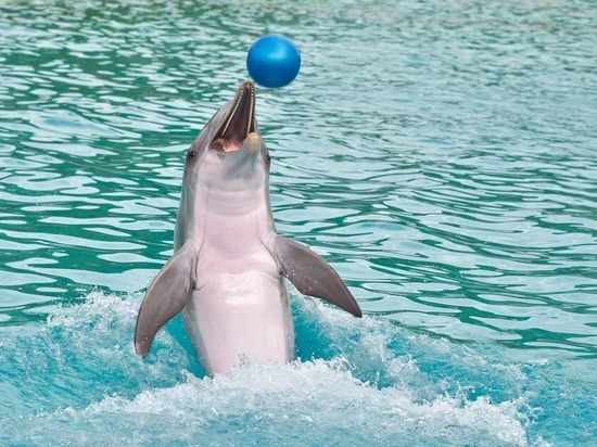 Больше 46 тысяч человек подписали петицию против строительства дельфинария в Уфе