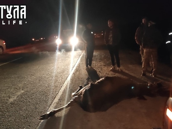 Водитель «десятки» сбил лося на трассе под Тулой
