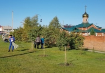 25 сентября сотрудники Алтайкрайстата решили навестить подросшие яблони и рябины на собственной «аллее статистиков»