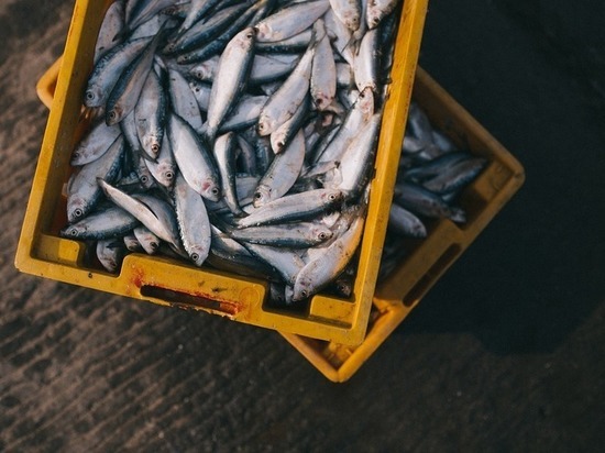 В Ставропольском крае растёт производство товарной рыбы