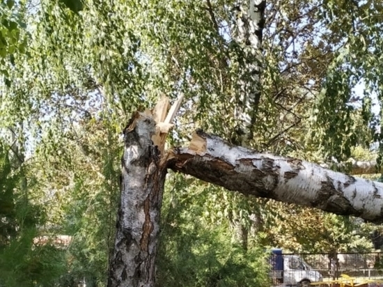 В Краснодаре после гибели ребёнка обследуют все деревья на муниципальной земле