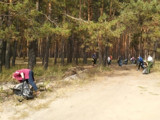 В Тамбовской области волонтеры очистили лес от мусора