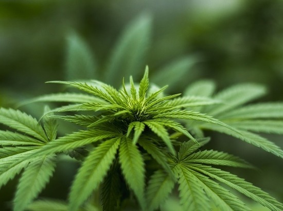 Нижегородца будут судить за склонение к употреблению марихуаны