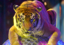 Прогони цирк — спаси тигра
