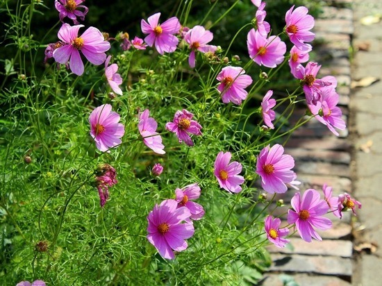 Какую погоду ждать смолянам в выходные