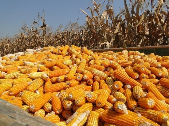 Тамбовчанин украл с поля почти полтонны кукурузы