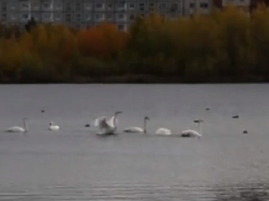 «Лебединое озеро» – лебеди заселили Театральное озеро в Северодвинске