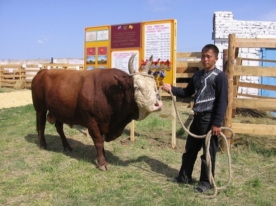 Ассоциацию заводчиков калмыцкого скота возглавил Бату Хасиков
