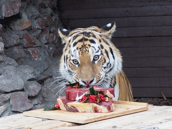Амурского тигра в зоопарке накормили большим мясным тортом