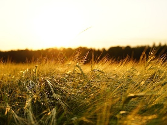 В Бурятии обмолотили треть урожая зерновых и кормовых культур