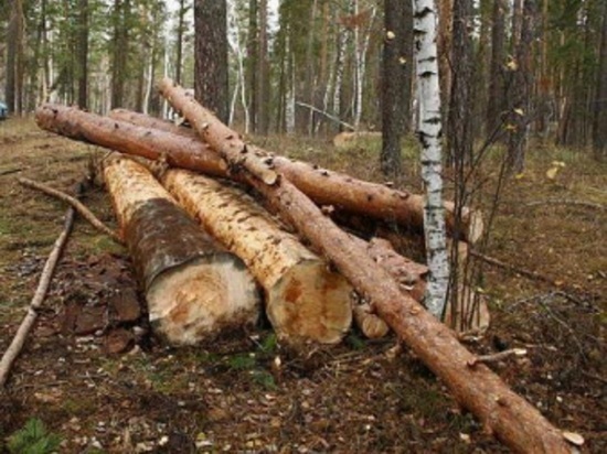 На особо охраняемой территории в Калужской области вырублен лес на 1,5 млн рублей